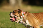 English Bulldog Portrait