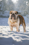 standing English Bulldog