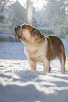 standing English Bulldog