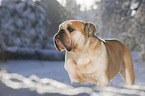 English Bulldog stands in snow