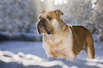 English Bulldog stands in snow