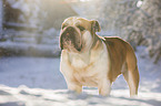 English Bulldog stands in snow