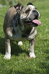 standing English Bulldog