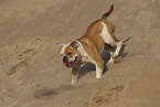 English Bulldog