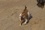 English Bulldog