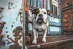 English Bulldog