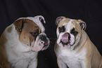 English Bulldogs