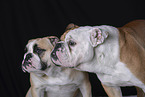English Bulldogs