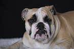 English Bulldog