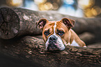 English Bulldog