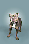 English Bulldog