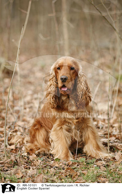 English Cocker Spaniel / RR-10101