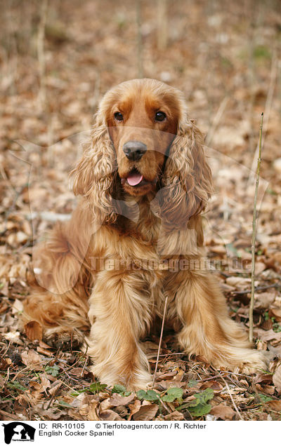 English Cocker Spaniel / RR-10105