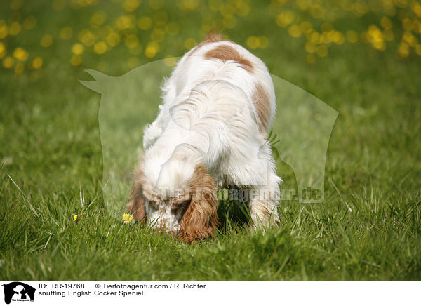 schnuppernder English Cocker Spaniel / snuffling English Cocker Spaniel / RR-19768