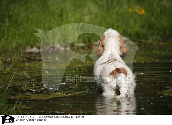 English Cocker Spaniel / English Cocker Spaniel / RR-19777