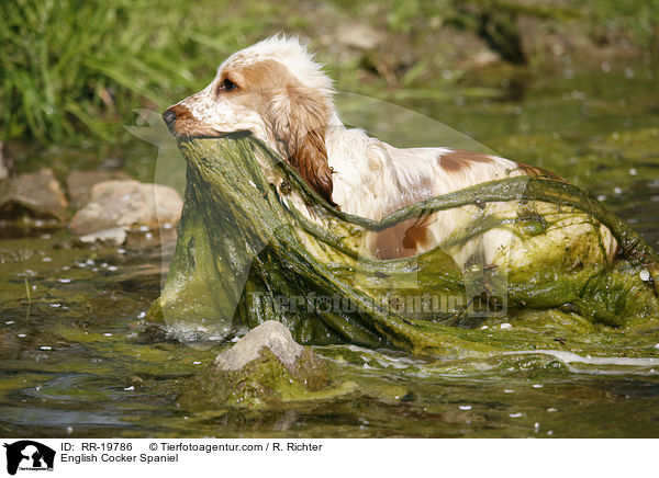 English Cocker Spaniel / English Cocker Spaniel / RR-19786