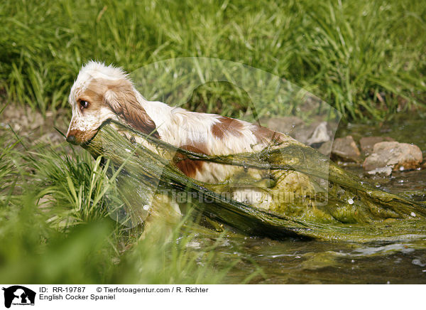 English Cocker Spaniel / English Cocker Spaniel / RR-19787