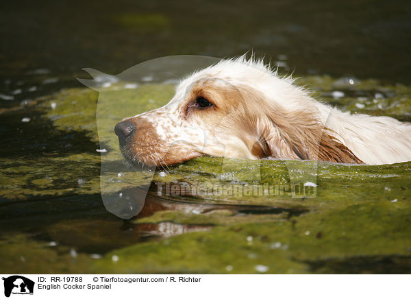 English Cocker Spaniel / English Cocker Spaniel / RR-19788