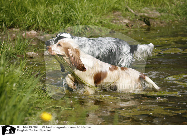 English Cocker Spaniel / English Cocker Spaniel / RR-19789