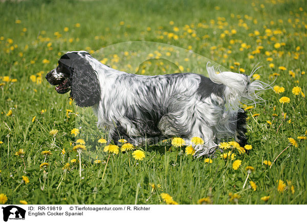 English Cocker Spaniel / RR-19819