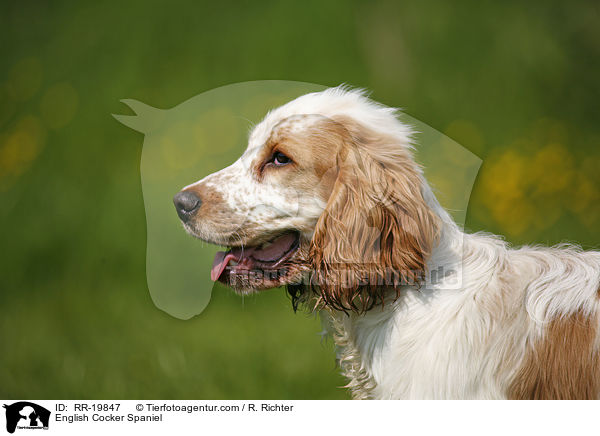 English Cocker Spaniel / RR-19847