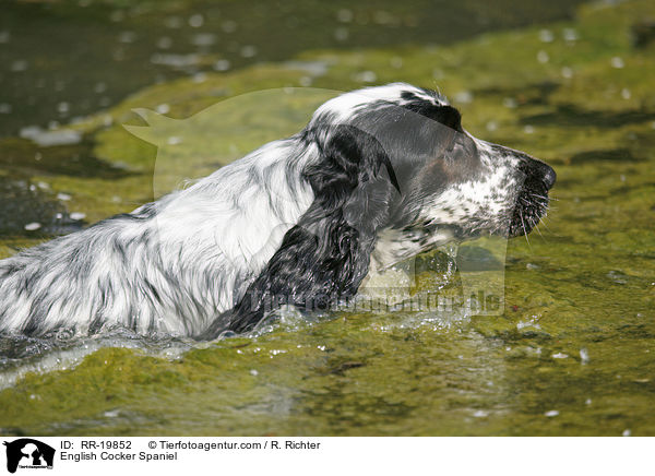 English Cocker Spaniel / English Cocker Spaniel / RR-19852