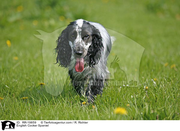 English Cocker Spaniel / RR-19859
