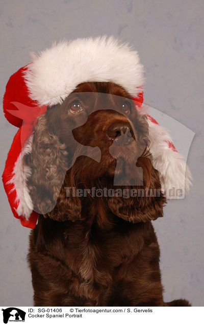 Cocker Spaniel Portrait / Cocker Spaniel Portrait / SG-01406