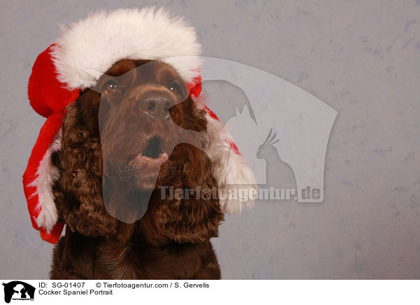 Cocker Spaniel Portrait / Cocker Spaniel Portrait / SG-01407