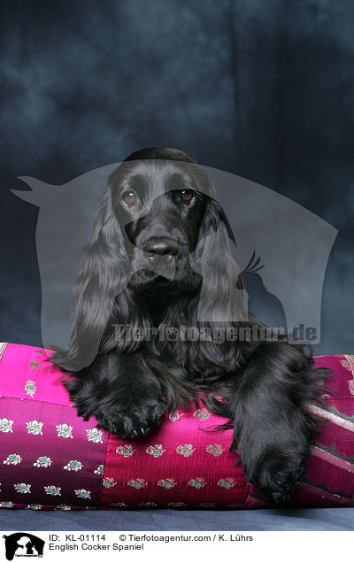 English Cocker Spaniel / English Cocker Spaniel / KL-01114