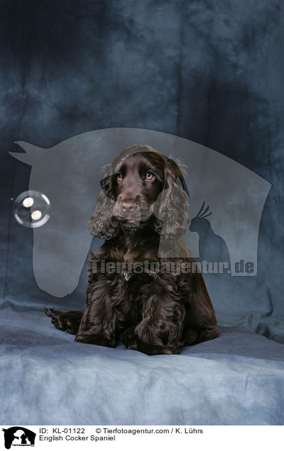 English Cocker Spaniel / KL-01122