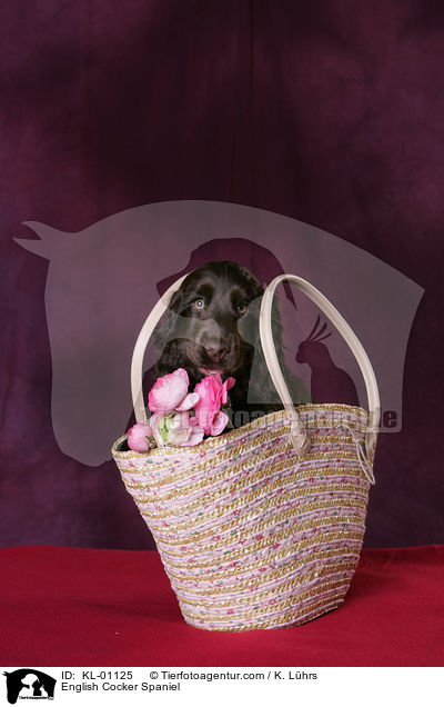 English Cocker Spaniel / English Cocker Spaniel / KL-01125
