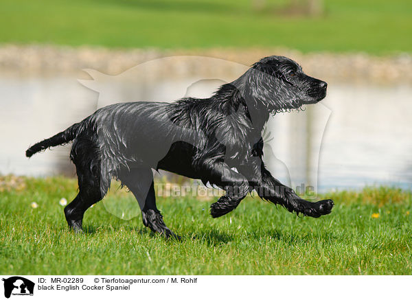 black English Cocker Spaniel / MR-02289