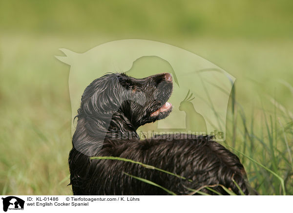 nasser English Cocker Spaniel / wet English Cocker Spaniel / KL-01486