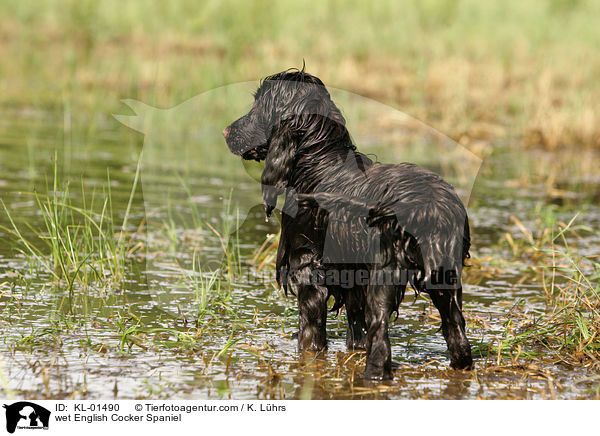 wet English Cocker Spaniel / KL-01490