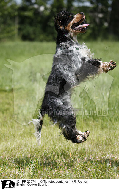 English Cocker Spaniel / RR-26074