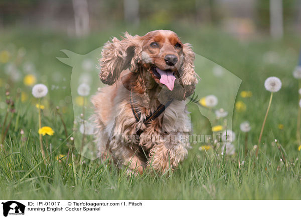 running English Cocker Spaniel / IPI-01017