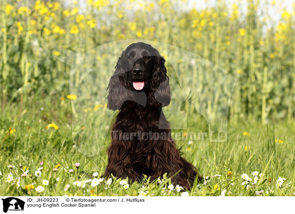 young English Cocker Spaniel / JH-09223