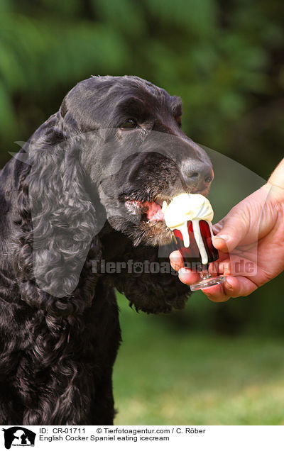 English Cocker Spaniel frisst Eis / English Cocker Spaniel eating icecream / CR-01711