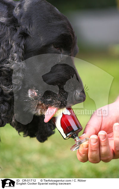 English Cocker Spaniel frisst Eis / English Cocker Spaniel eating icecream / CR-01712