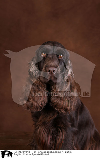 English Cocker Spaniel Portrait / KL-04943