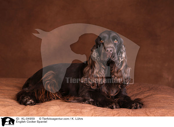 English Cocker Spaniel / KL-04959