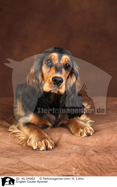 English Cocker Spaniel / KL-04962