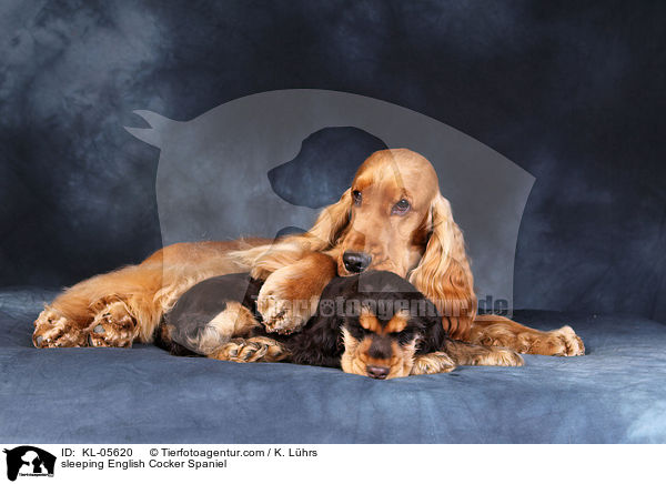sleeping English Cocker Spaniel / KL-05620
