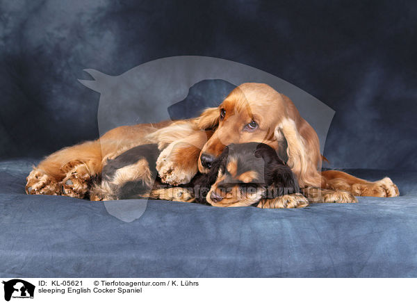 schlafende English Cocker Spaniel / sleeping English Cocker Spaniel / KL-05621