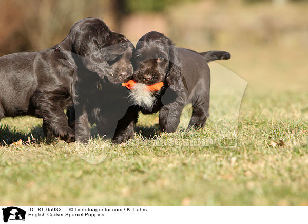 English Cocker Spaniel Puppies / KL-05932