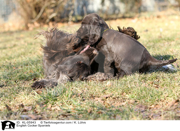 English Cocker Spaniels / KL-05943