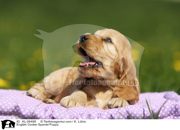 English Cocker Spaniel Welpe / English Cocker Spaniel Puppy / KL-06488