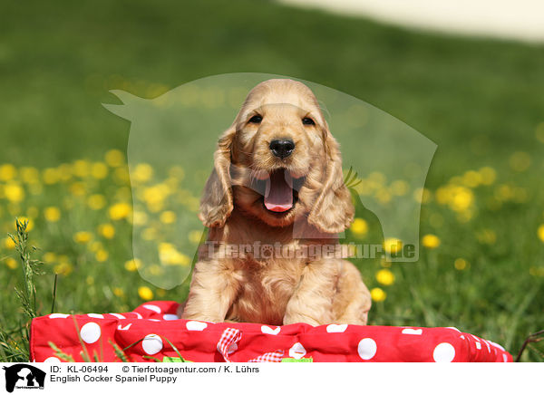 English Cocker Spaniel Welpe / English Cocker Spaniel Puppy / KL-06494