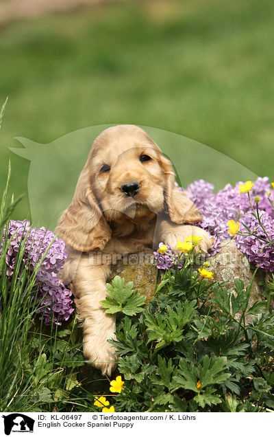 English Cocker Spaniel Puppy / KL-06497